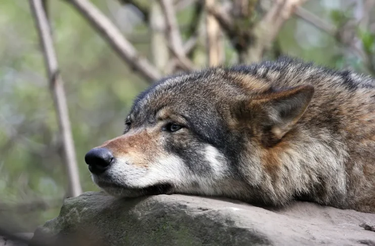 Volk