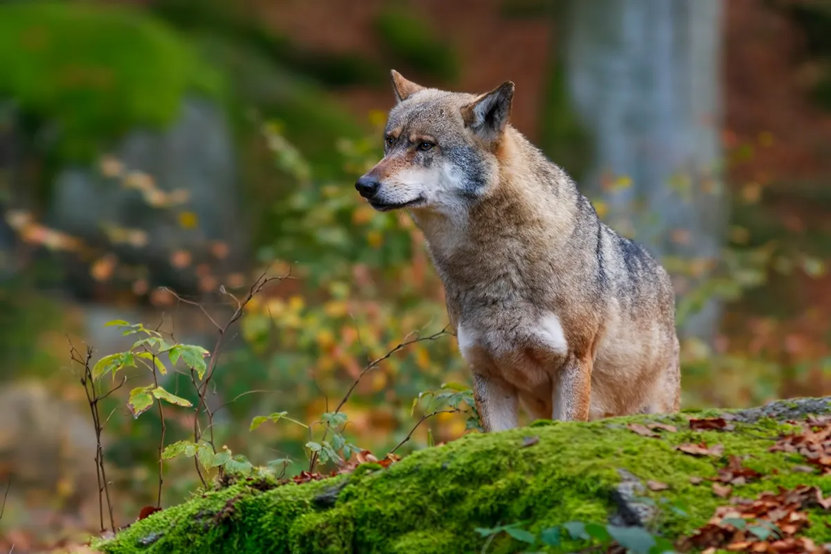 Volk (Canis lupus)