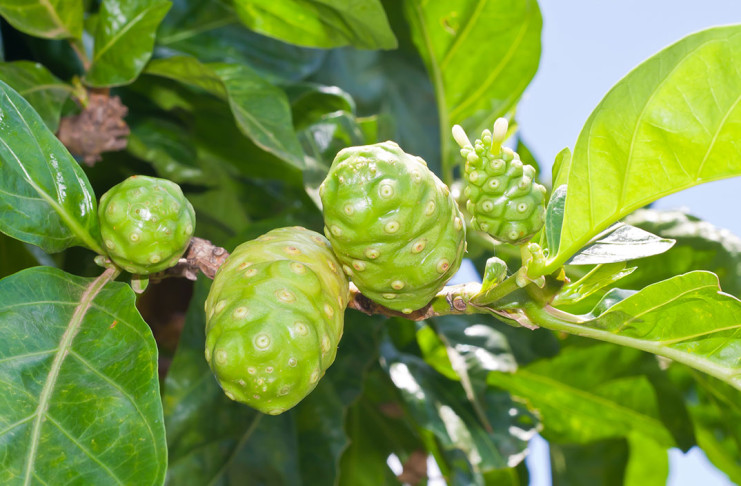 Noni