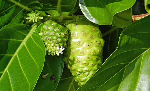 Noni