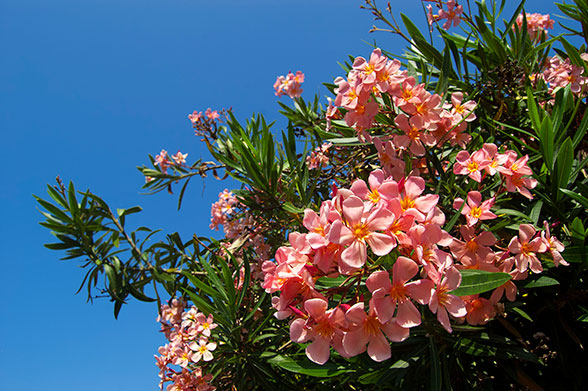 Oleander