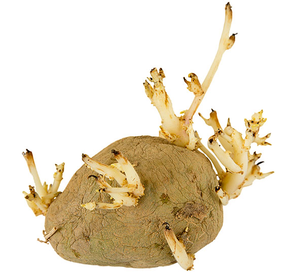 Strupen krompir
