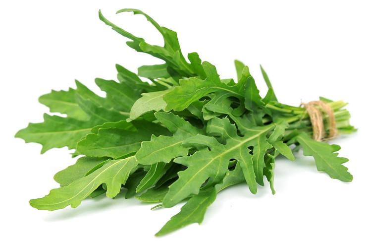 Rukola