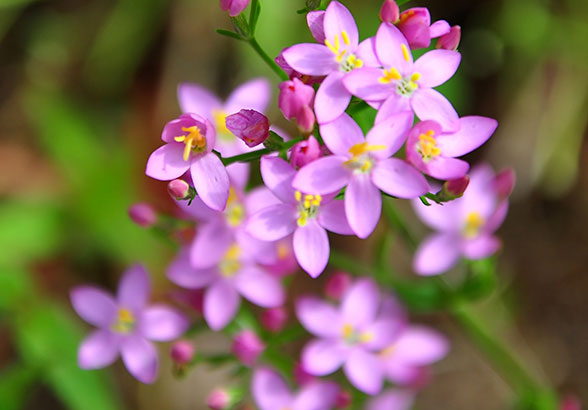 Tavžentroža (centaurium minus) Tavžentroža (centaurium minus)