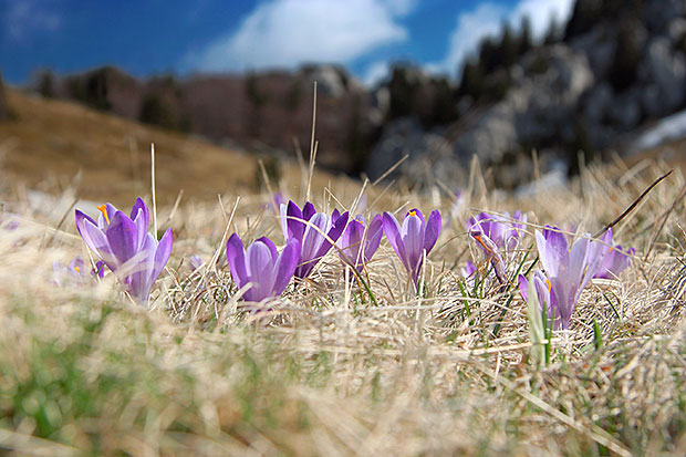 Zdravilni žafran (crocus vernus)