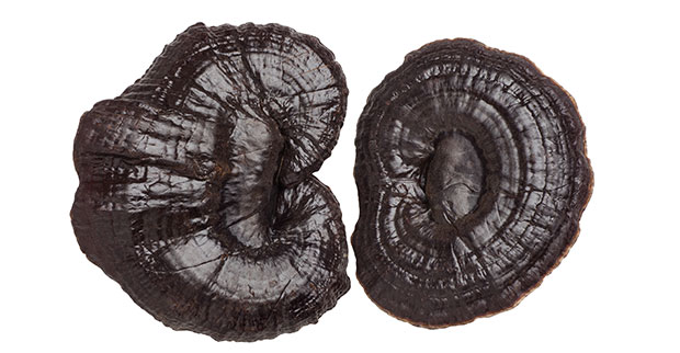 reishi gobe Gobe Reishi