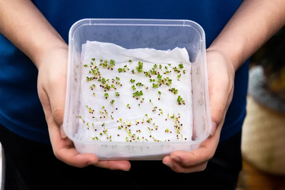 Kako preveriti kalivost semen Kako preveriti kalivost semen