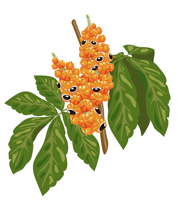 Guarana