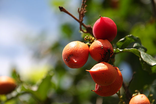 Guarana