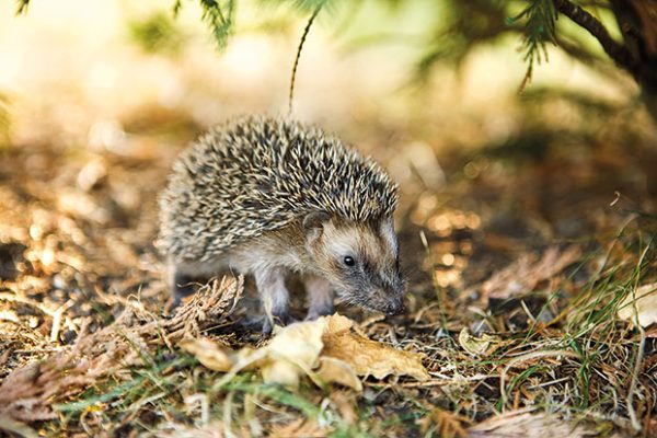 Jež – njegova prihodnost je v naših rokah | Bodi eko