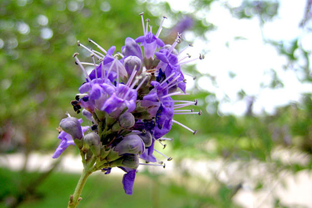 Vitex navadna konopljika