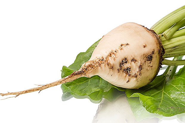 Sladkorna pesa