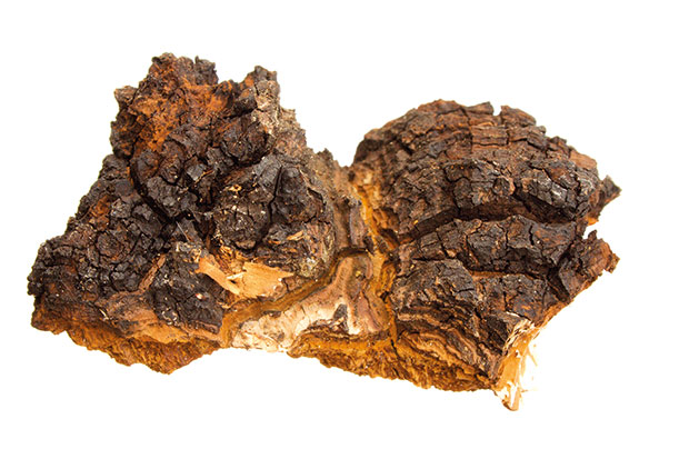 Chaga Chaga