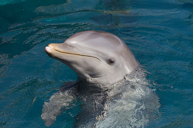 Delfin pliskavka