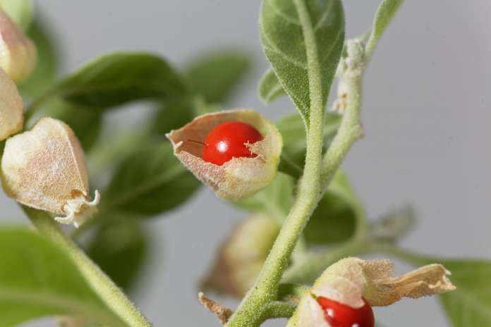 Ashwagandha