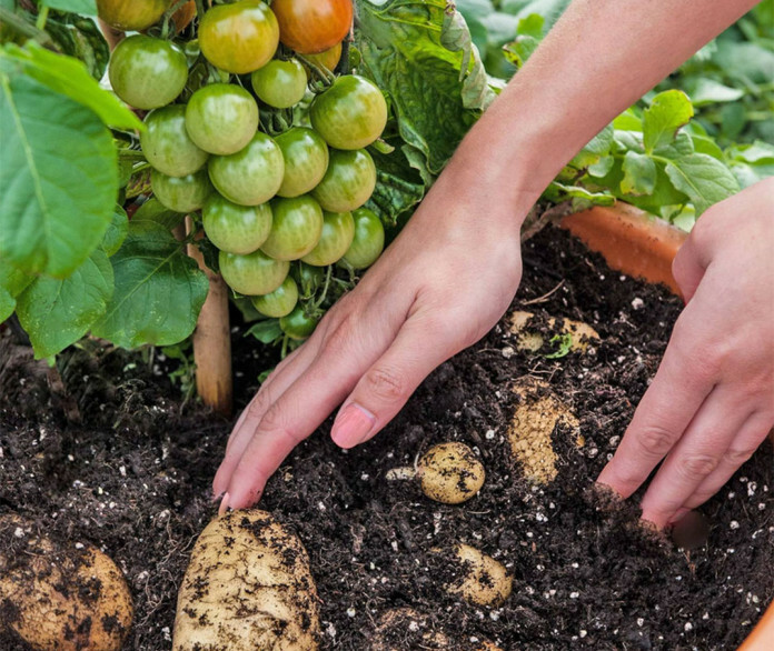 TomTato - krompir in paradižnik v eni rastlini