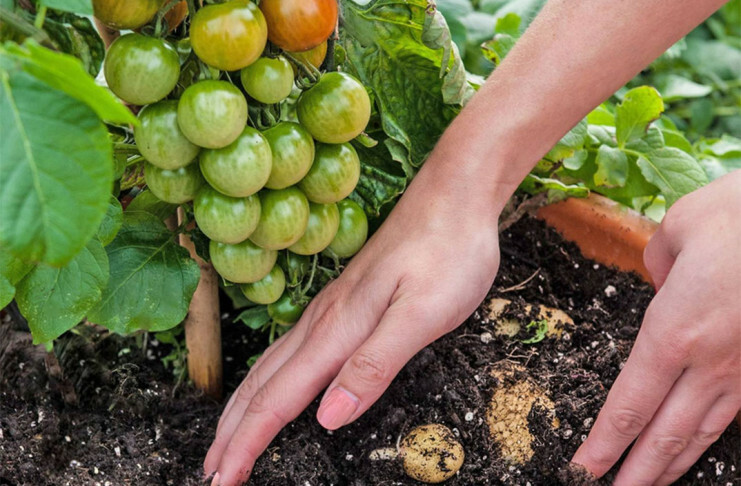 TomTato - krompir in paradižnik v eni rastlini
