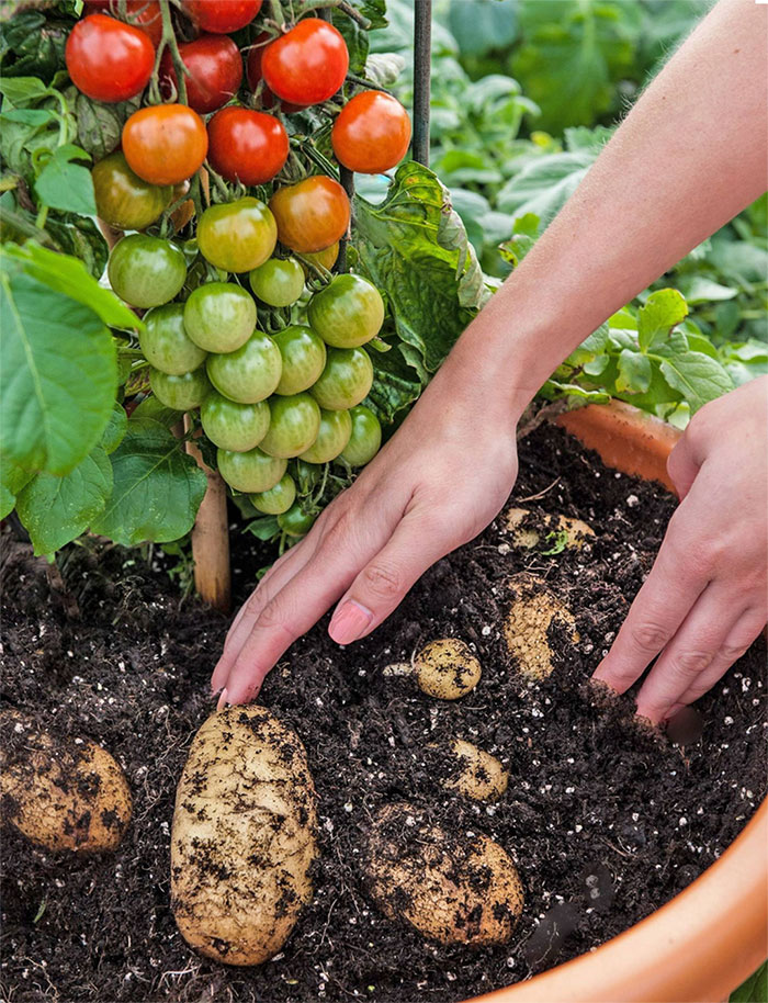TomTato - krompir in paradižnik v eni rastlini