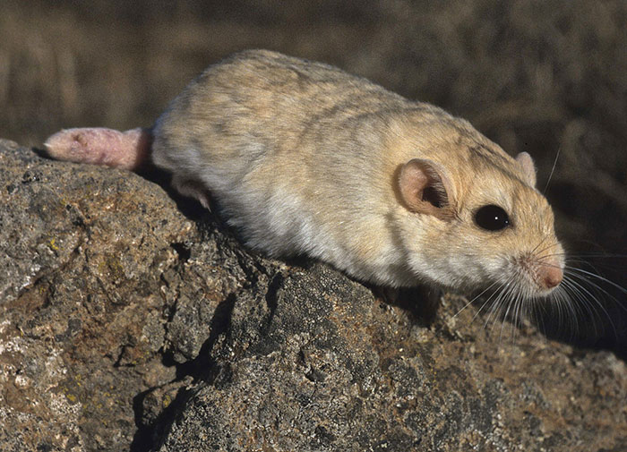 Debelorepi gerbil – Pachyuromys duprasi Debelorepi-gerbil – Pachyuromys duprasi