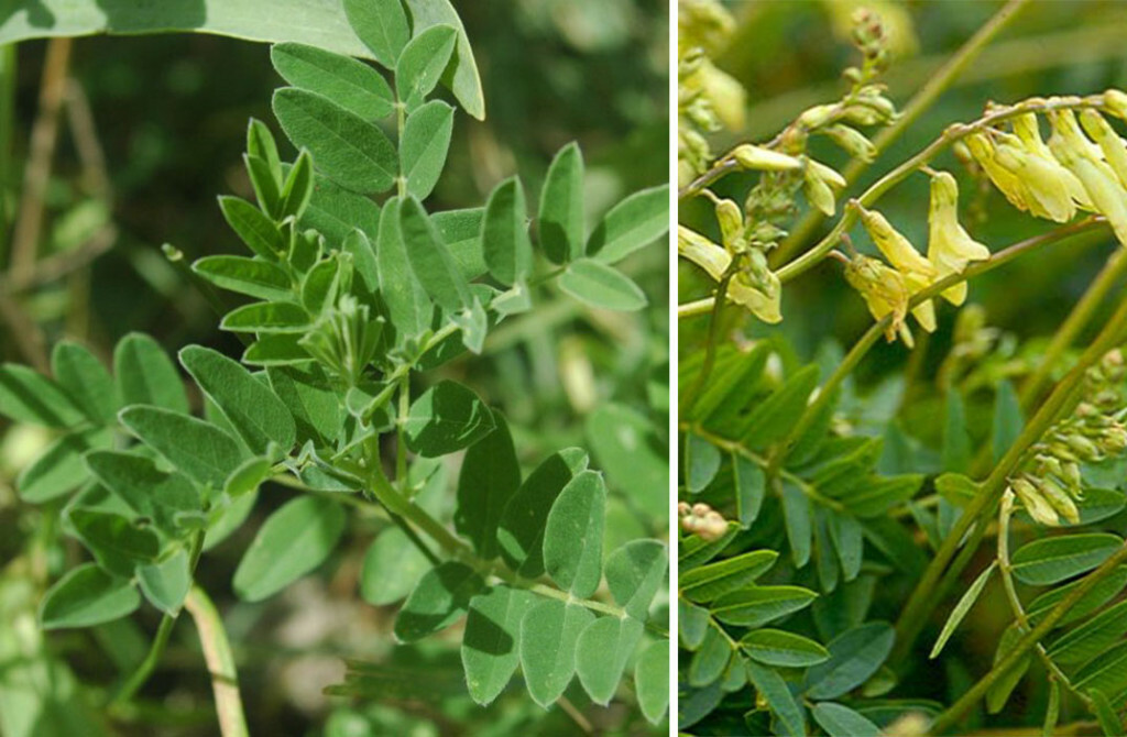 Grahovec - Astragalus membranaceus