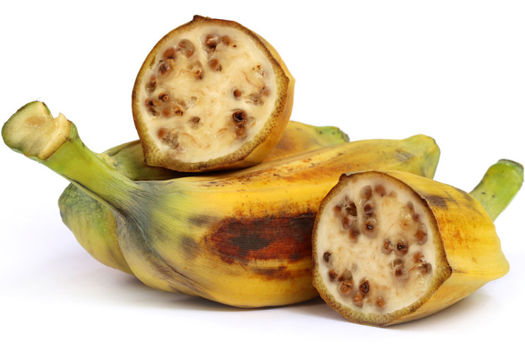 Divje banane