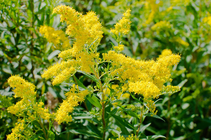 zlata rozga, navadna, Solidago virgaurea zlata rozga, navadna, Solidago virgaurea