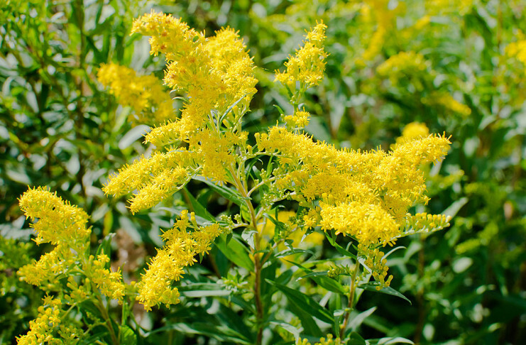 zlata rozga, navadna, Solidago virgaurea