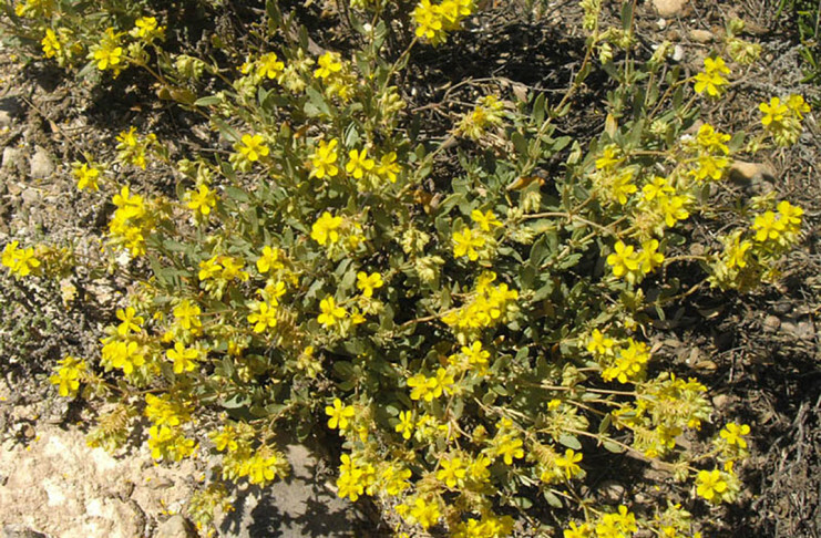 Helianthemum squamatum