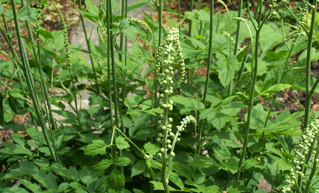 Grozdnata svetilka Cimicifuga racemosa