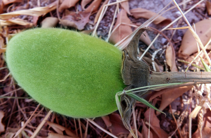 Baobab