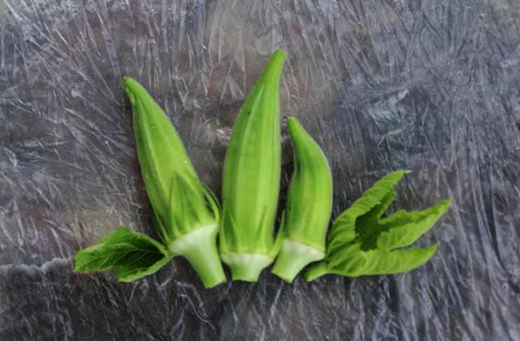 Okra ali bamija na vrtu