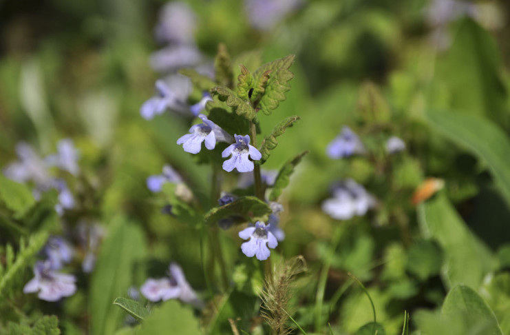 Grenkuljica (Glechoma hederacea)