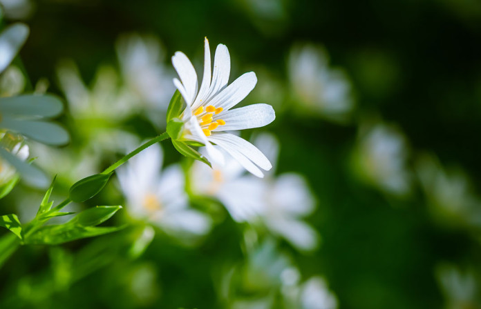 Navadna zvezdica (stellaria media)