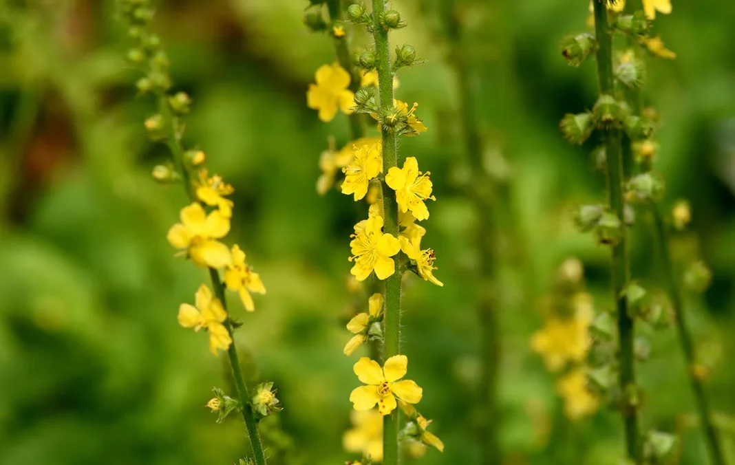 Gladišnik ali repik