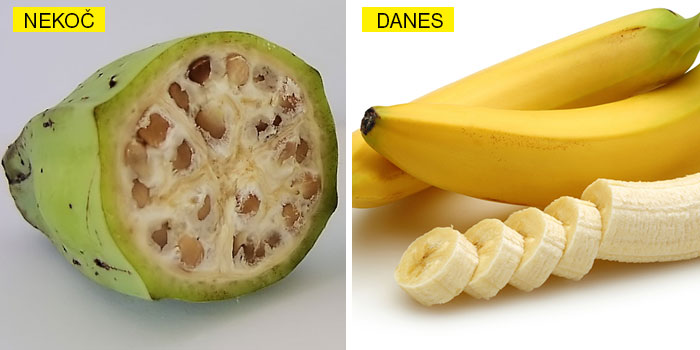 banana nekoc banana-nekoc