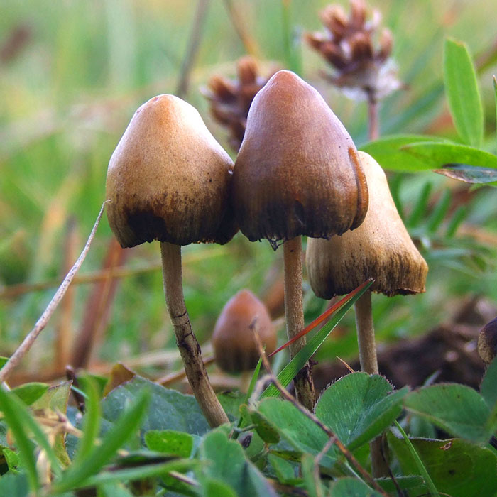 Čudežne gobe - psilocybe semilanceata