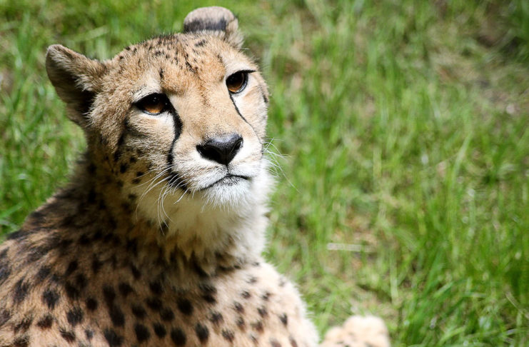 Gepard