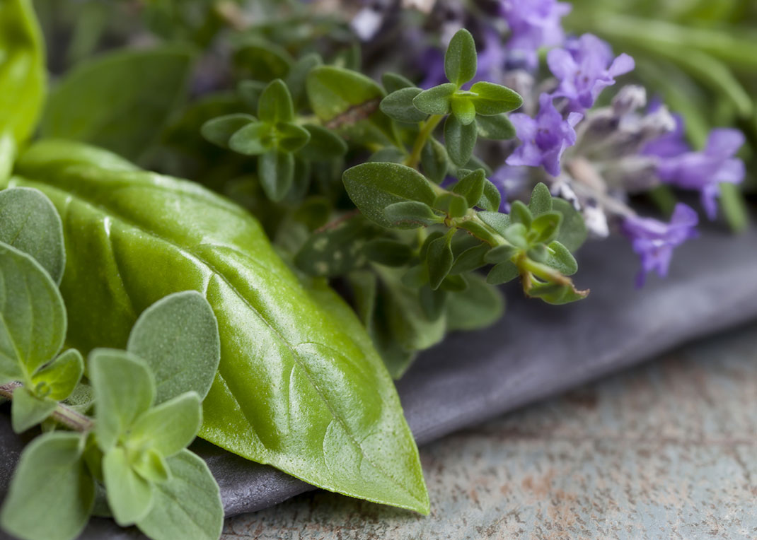 Zelišča ki odganjajo insekte