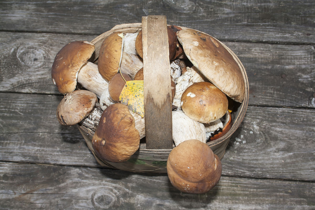 jurčki