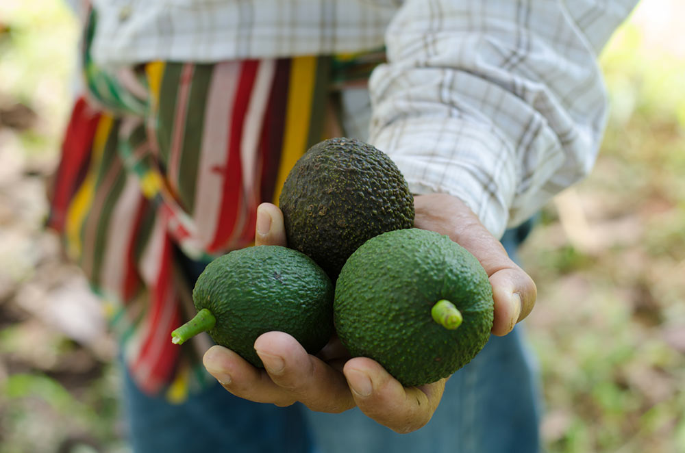 avokado 1
