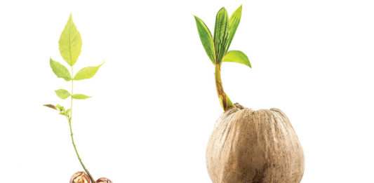 Vzgoja sadik sadnega drevja iz semen