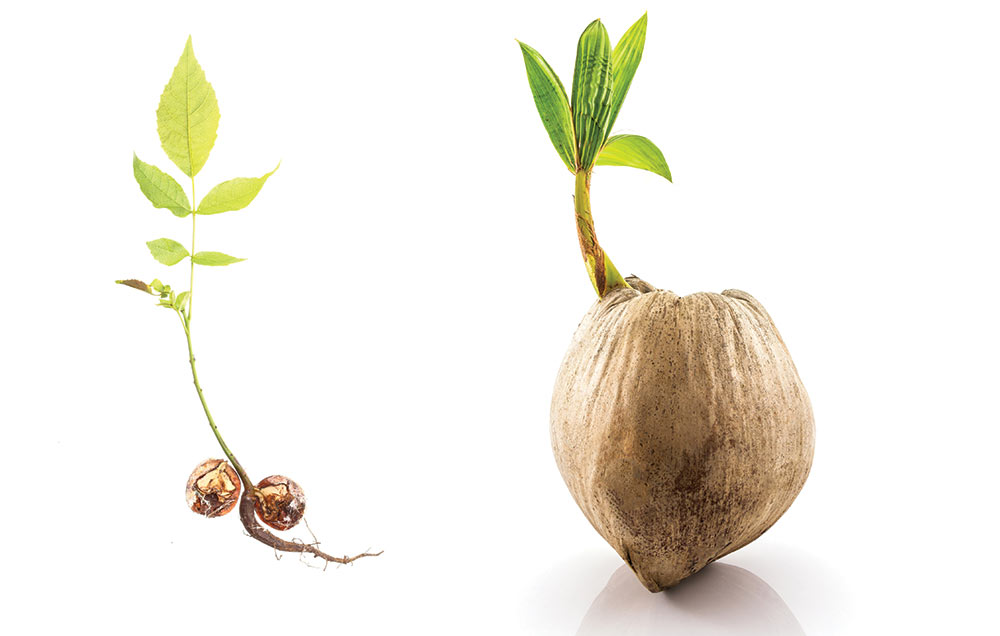 Vzgoja sadik sadnega drevja iz semen