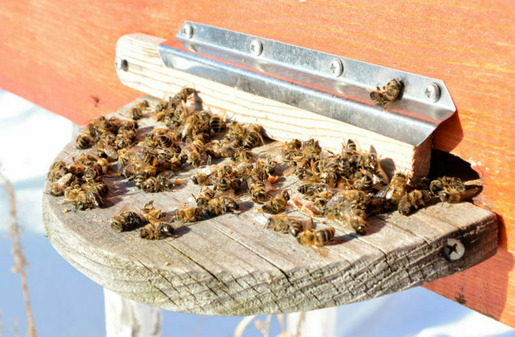 Čebele pesticidi
