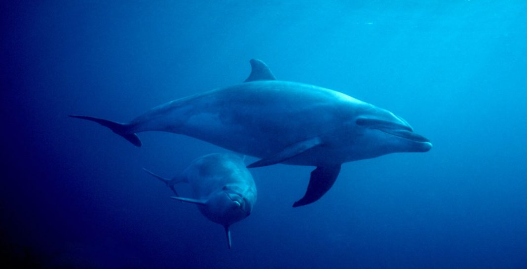 Delfin z mladičkom