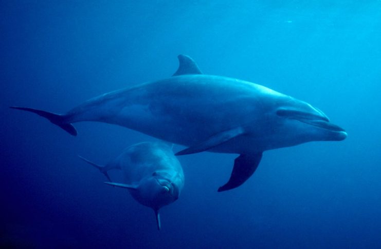 Delfin z mladičkom