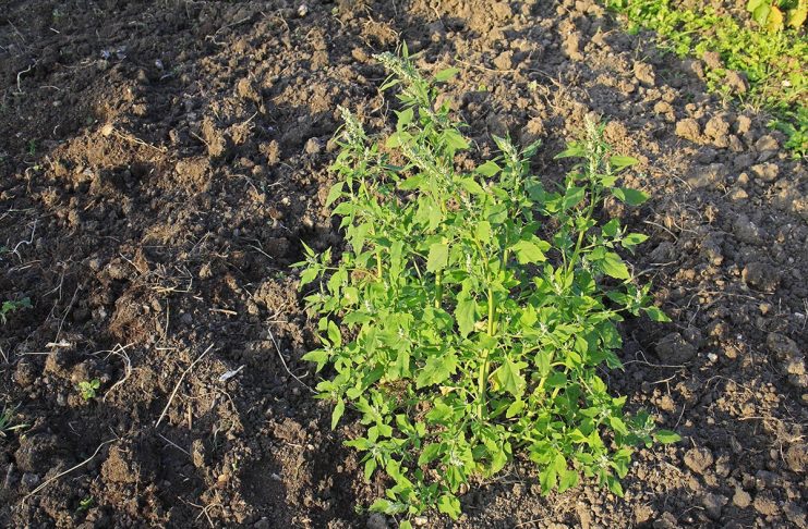 Bela metlika Chenopodium album