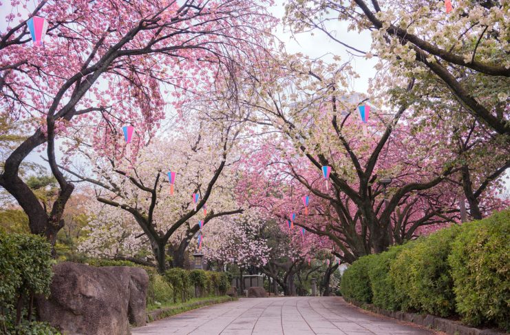 Hanami