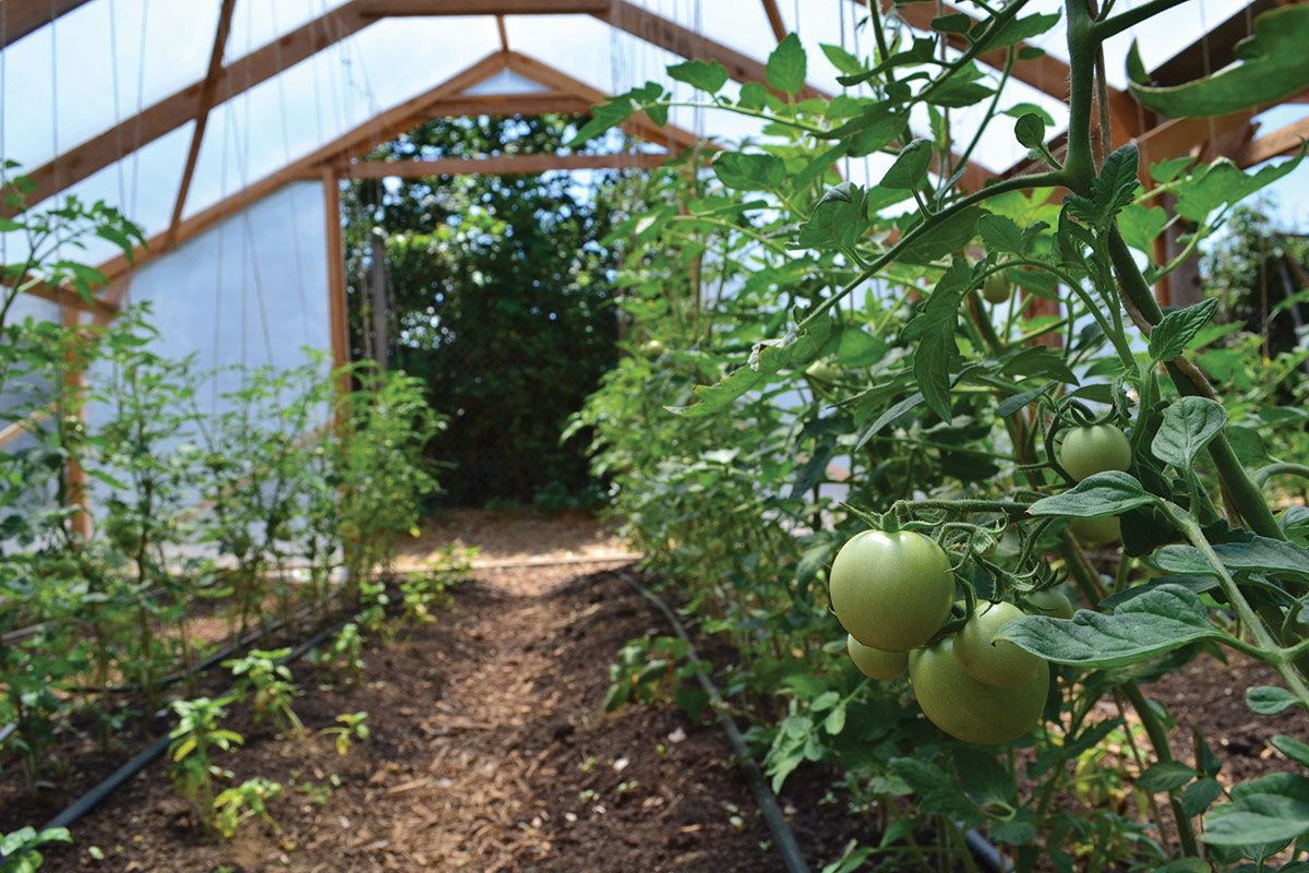 Permakultura na vrtu - paradižnik z baziliko