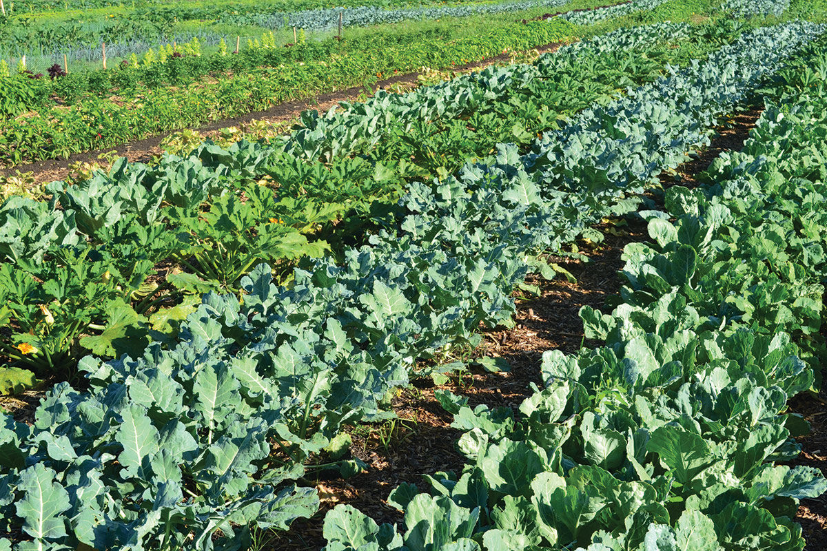 različna zelenjava na permanentnih gredicah