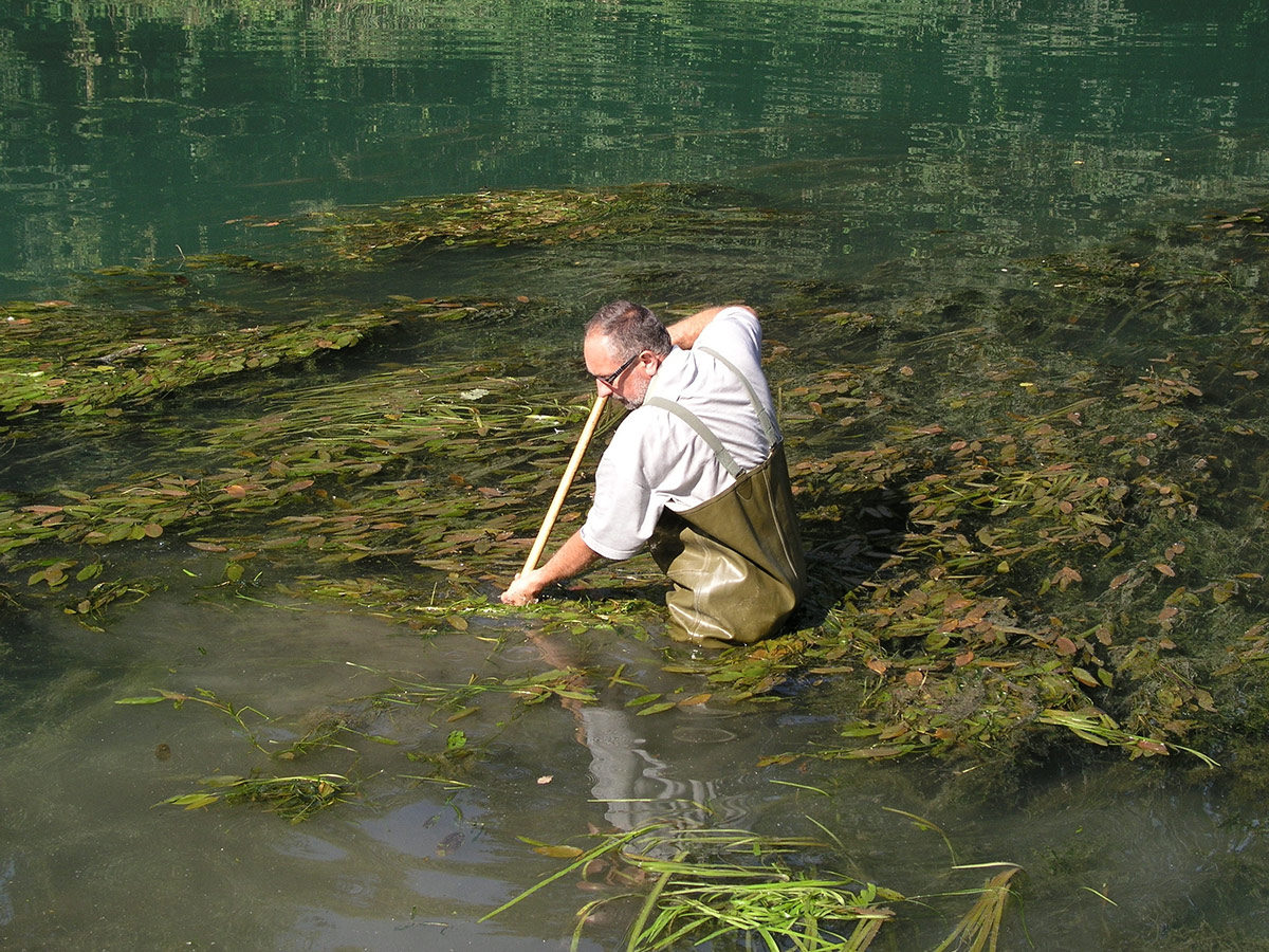 vzorčenje, ljubljanica, makrofiti